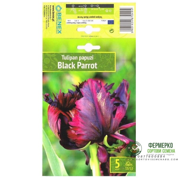 Лале Черен папагал Tulipa Black Parrot - 5 бр луковици