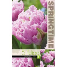 Лале Кернс Tulip Cairns - 5 бр луковици