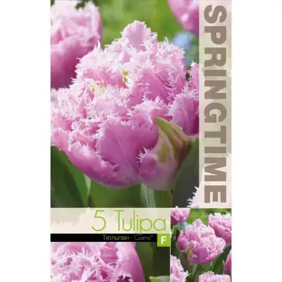 Лале Кернс / Tulip Cairns - 5 бр луковици