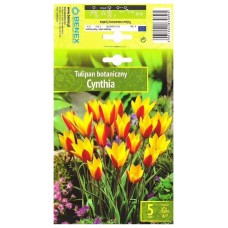 Лале Синтия Tulip Cynthia - 5 бр луковици