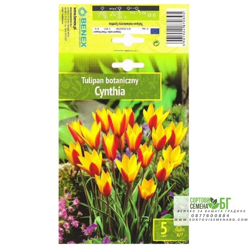 Лале Синтия / Tulip Cynthia - 5 бр луковици