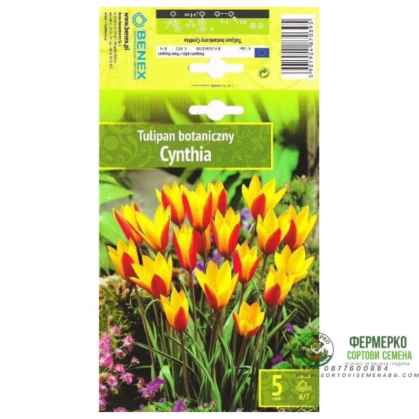 Лале Синтия Tulip Cynthia - 5 бр луковици