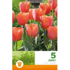 Лале Джими Tulip Jimmy - 5 бр луковици