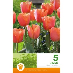 Лале Джими Tulip Jimmy - 5 бр луковици