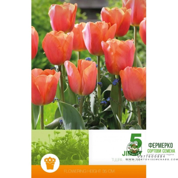 Лале Джими Tulip Jimmy - 5 бр луковици