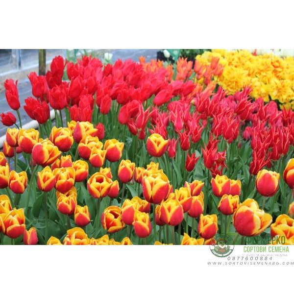 Лале Кийс Нелис Tulip Kees Nelis - 5 бр луковици