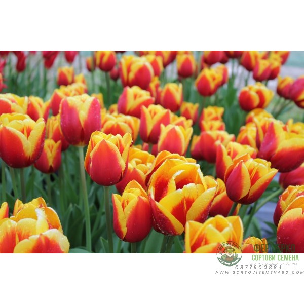 Лале Кийс Нелис Tulip Kees Nelis - 5 бр луковици