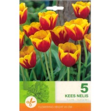 Лале Кийс Нелис Tulip Kees Nelis - 5 бр луковици
