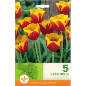 Лале Кийс Нелис / Tulip Kees Nelis - 5 бр луковици
