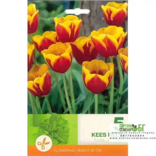 Лале Кийс Нелис / Tulip Kees Nelis - 5 бр луковици