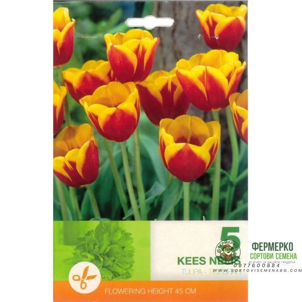 Лале Кийс Нелис Tulip Kees Nelis - 5 бр луковици