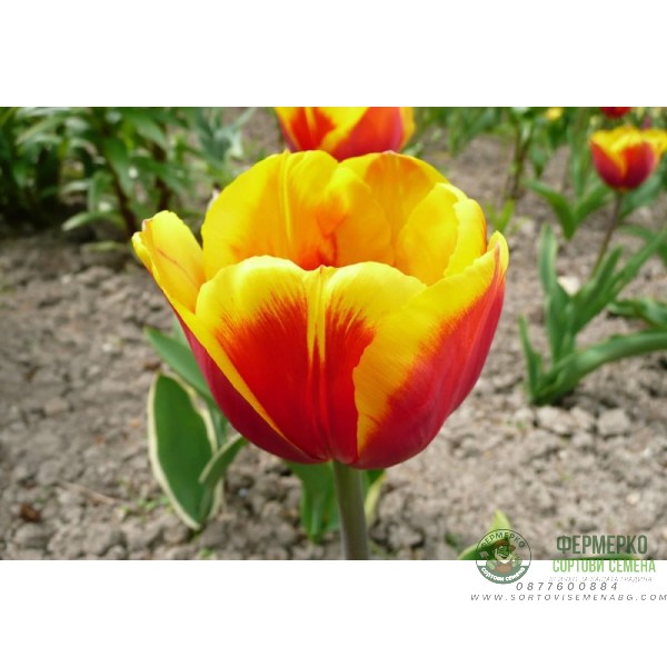 Лале Кийс Нелис Tulip Kees Nelis - 5 бр луковици