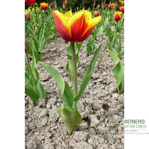 Лале Кийс Нелис Tulip Kees Nelis - 5 бр луковици