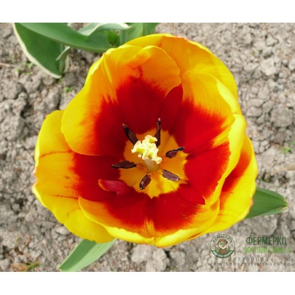 Лале Кийс Нелис Tulip Kees Nelis - 5 бр луковици