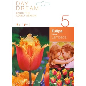 Лале Ламбада / Tulipa Lambada - 5 бр луковици