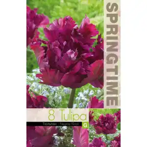 Лале Негрита / Tulip Negrita Parrot - 8 бр луковици