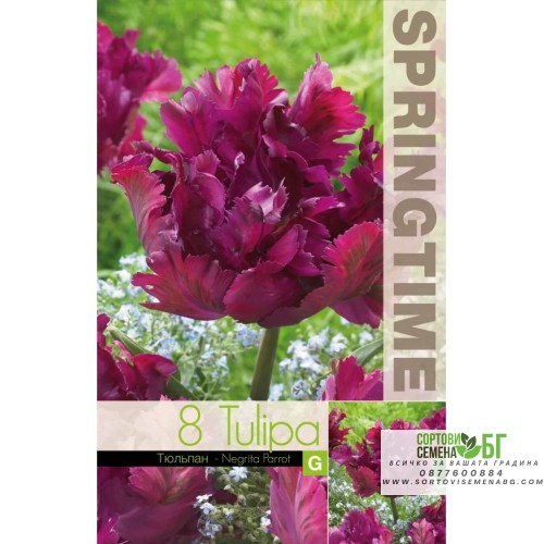 Лале Негрита / Tulip Negrita Parrot - 8 бр луковици