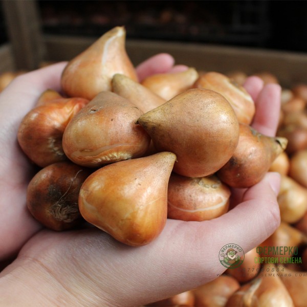 Лале Негрита Tulip Negrita Parrot - 8 бр луковици