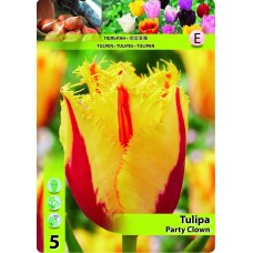 Лале Парти клоун TULIPA PARTY CLOWN - 5 бр луковици