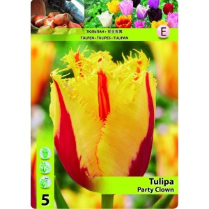 Лале Парти клоун / TULIPA PARTY CLOWN - 5 бр луковици