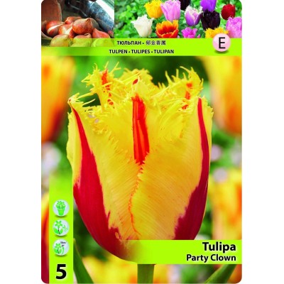 Лале Парти клоун / TULIPA PARTY CLOWN - 5 бр луковици