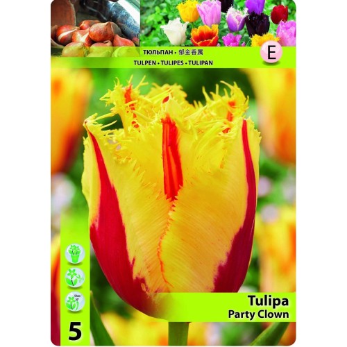 Лале Парти клоун / TULIPA PARTY CLOWN - 5 бр луковици