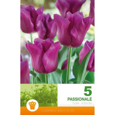 Лале Пасионале / Tulipa Passionale - 5 бр луковици