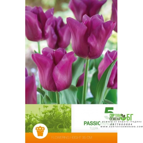 Лале Пасионале / Tulipa Passionale - 5 бр луковици