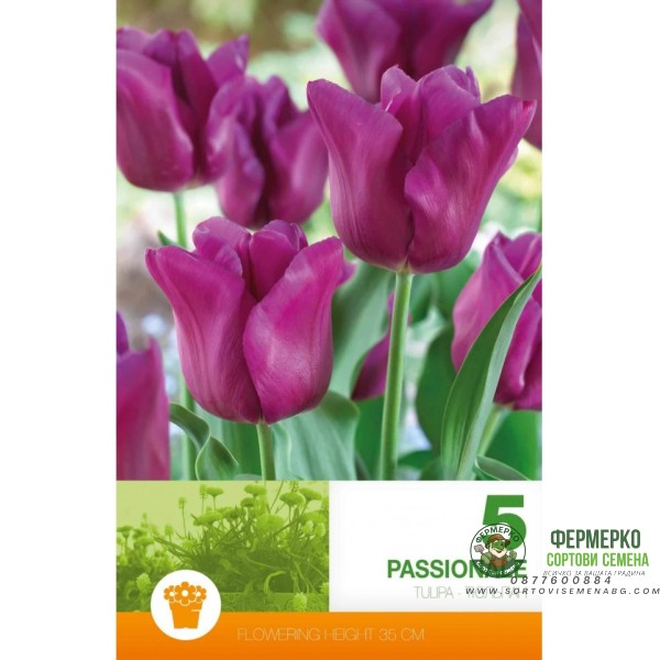 Лале Пасионале Tulipa Passionale - 5 бр луковици