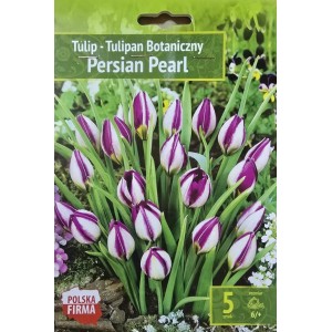 Лале Персийска перла / Tulipa Persian Pearl - 5 бр луковици