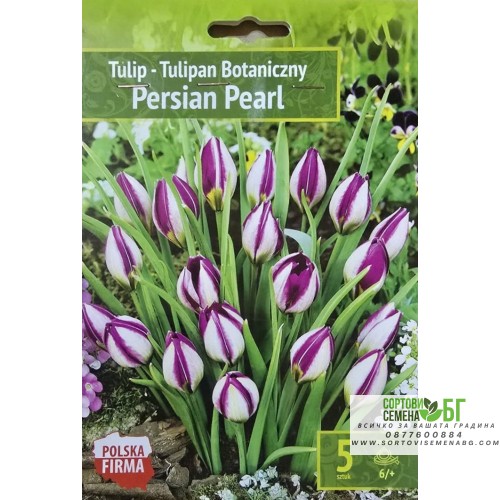 Лале Персийска перла / Tulipa Persian Pearl - 5 бр луковици Лале Персийска перла / Tulipa Persian Pearl - 5 бр луковици