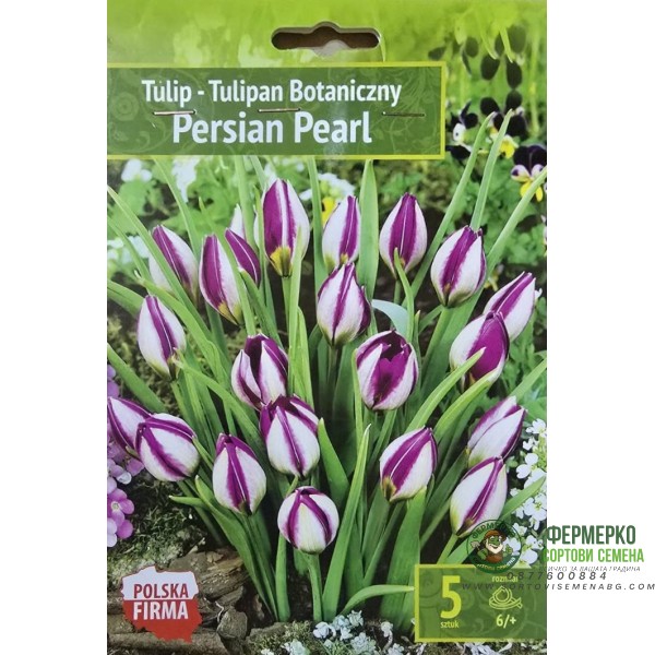Лале Персийска перла Tulipa Persian Pearl - 5 бр луковици