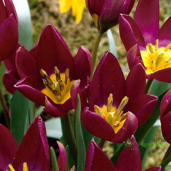 Лале Екзотична девойка Tulipa Pucella Odalisque - 8 бр луковици