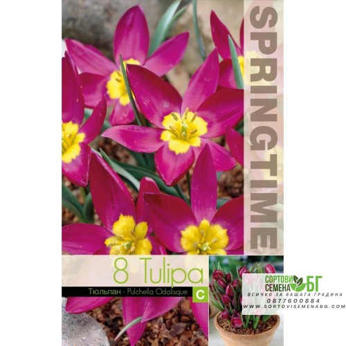 Лале Екзотична девойка / Tulipa Pucella Odalisque - 8 бр луковици