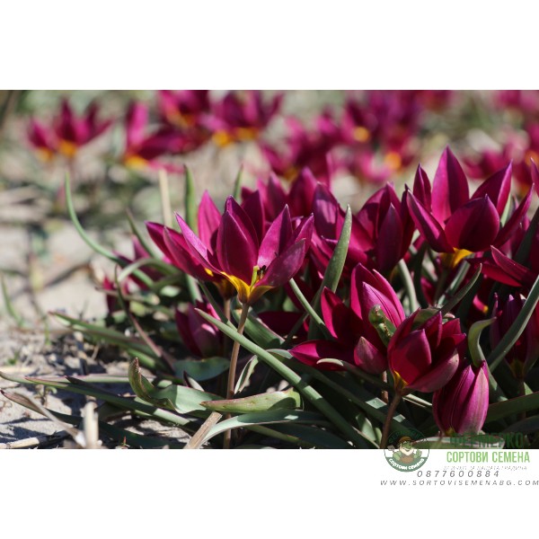 Лале Екзотична девойка Tulipa Pucella Odalisque - 8 бр луковици