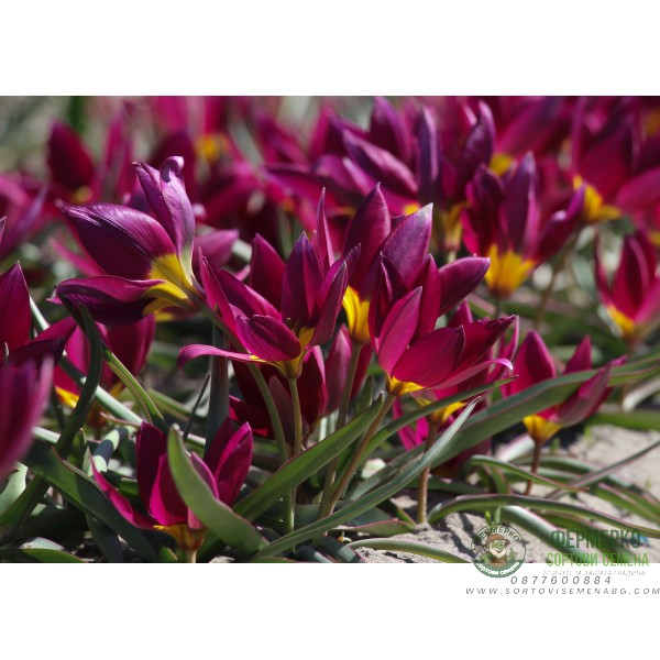 Лале Екзотична девойка Tulipa Pucella Odalisque - 8 бр луковици