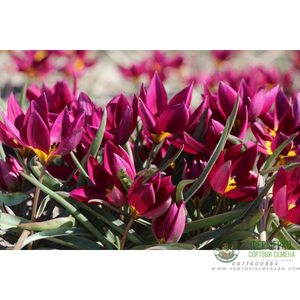 Лале Екзотична девойка Tulipa Pucella Odalisque - 8 бр луковици