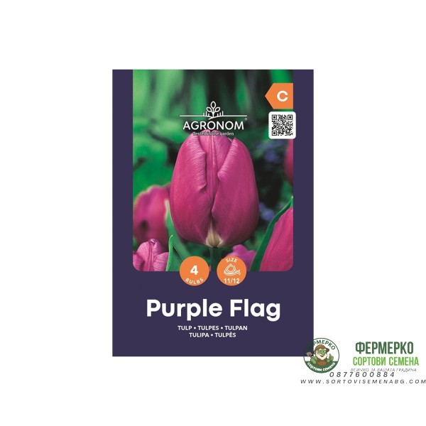 Лале Лилав Флаг Tulip Purple Flag - AGRONOM - 4 бр луковици