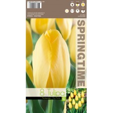 Лале Голяма усмивка Tulipa Big Smile - 8 бр луковици