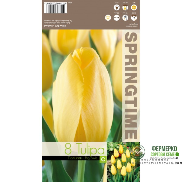 Лале Голяма усмивка Tulipa Big Smile - 8 бр луковици
