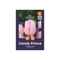 Лале Бонбонен принц Tulipa Candy Prince - AGRONOM - 4 бр луковици