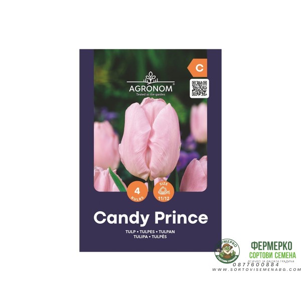 Лале Бонбонен принц Tulipa Candy Prince - AGRONOM - 4 бр луковици
