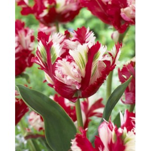 Лале Естела Рейнвелд / Tulipa Estella Rijnveld - 5 бр луковици