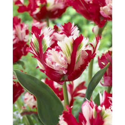 Лале Естела Рейнвелд / Tulipa Estella Rijnveld - 5 бр луковици