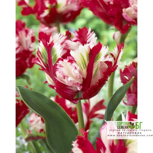 Лале Естела Рейнвелд / Tulipa Estella Rijnveld - 5 бр луковици