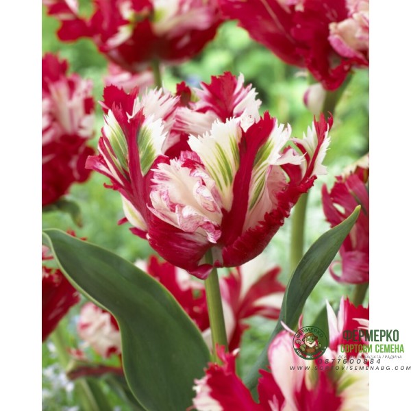 Лале Естела Рейнвелд Tulipa Estella Rijnveld - 5 бр луковици