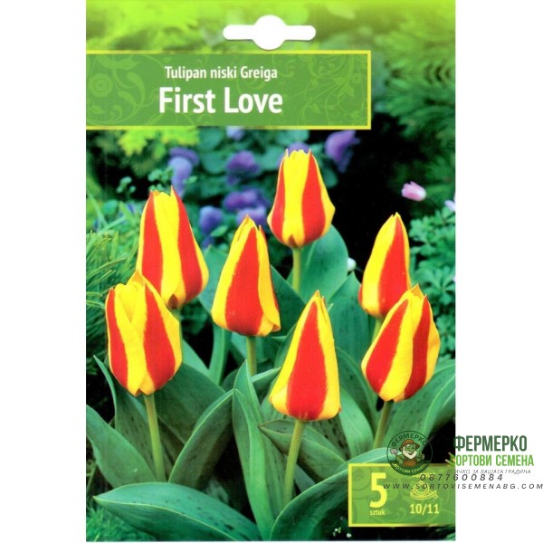 Лале Първа любов Tulipa First Love - 5 бр луковици