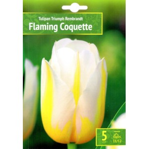 Лале Пламтяща кокетка / Tulipa Flaming Coquette - 5 бр луковици