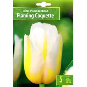 Лале Пламтяща кокетка / Tulipa Flaming Coquette - 5 бр луковици