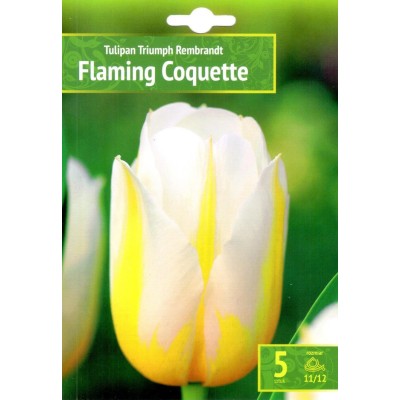 Лале Пламтяща кокетка / Tulipa Flaming Coquette - 5 бр луковици